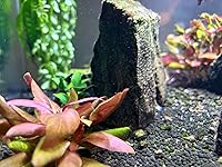 Review Image by Melanie Melanie