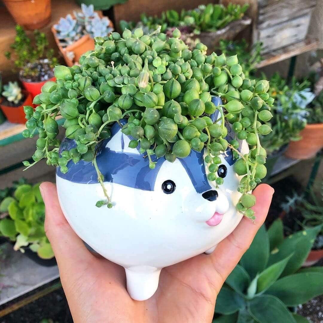 Succulent Pots with Drainage - Small Succulent Planter Handmade Original Ceramic Plant Pot Indoor - Mini Pots for Plants Flower Cactus - Home Office Kitchen Desk Garden Decor Dog Lover Gifts for Women