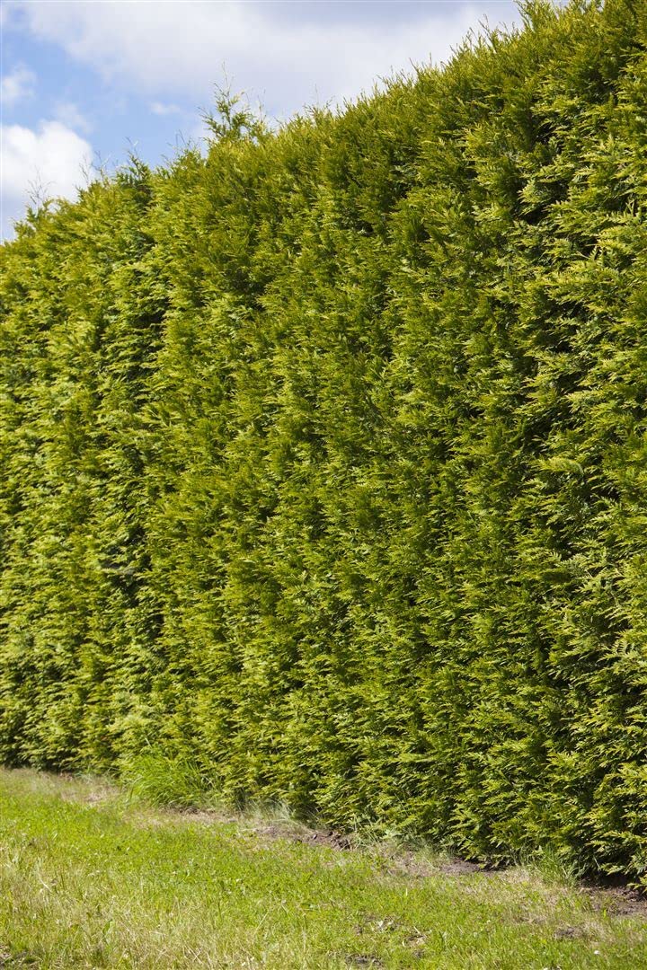 Lebensbaum Thuja occidentalis Smaragd 175-200 cm pyramidal winterhart