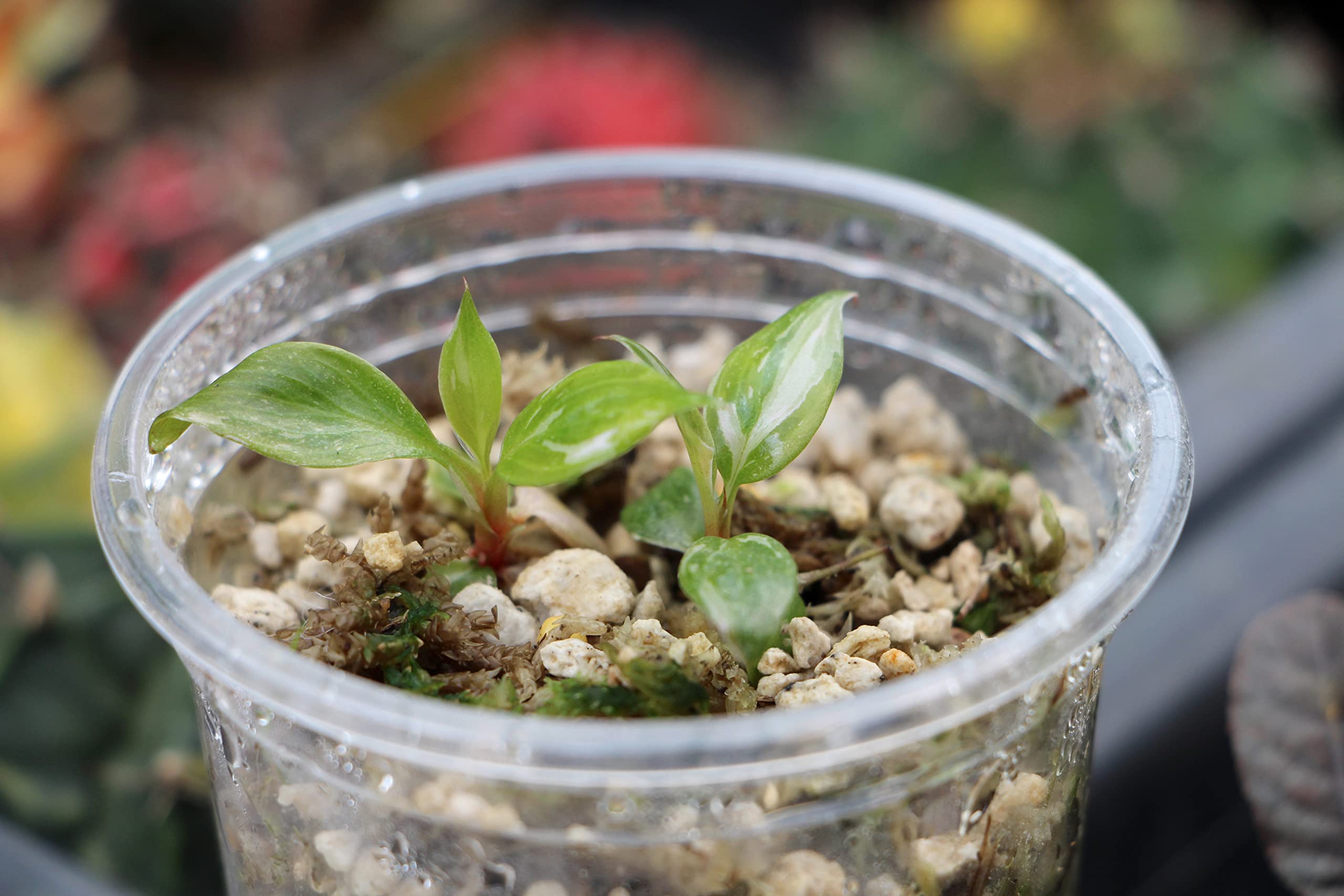 In Vitro Garden Supply DIY Tissue Culture Kit for Philodendrons :  Amazon.nl: Garden
