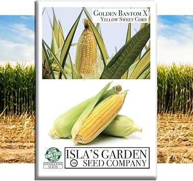 Golden X Bantam Corn Seeds 50+ Heirloom Non-GMO Seeds by Islas Garden Seeds, Sweet & Tender Kernels, High-Yield Variety, Perfect for Home Gardens, Easy to Grow, Great for Fresh Eating & Cooking