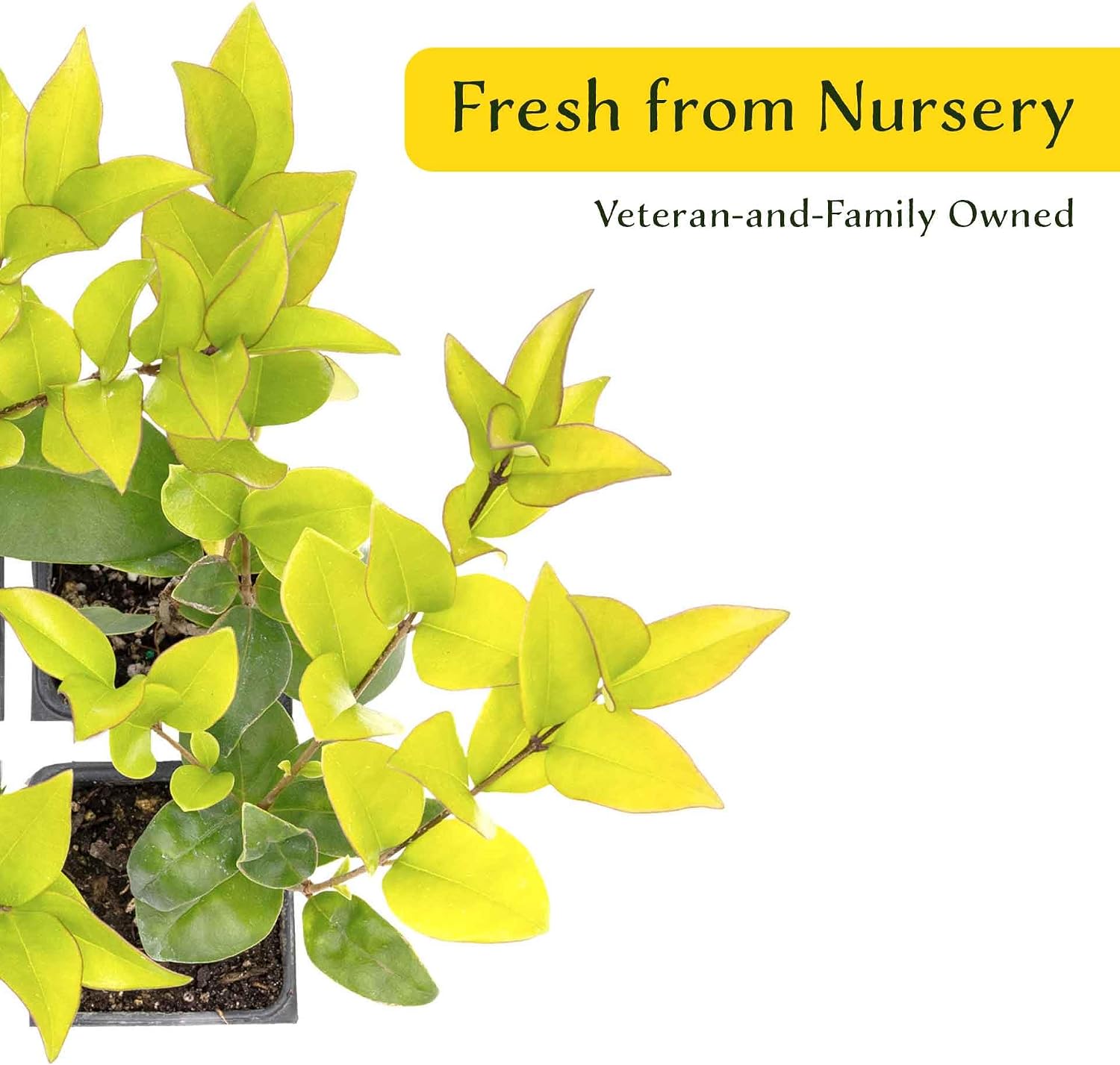 2 Waxleaf Privet Plants in 3.5” Cubes | Live Evergreen Shrub with Dense Glossy Foliage | Fast-Growing Perennial Hedge for Privacy Screens, Landscaping, & Containers (Ligustrum japonicum ‘Texanum’)