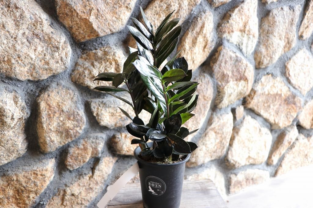Amazon｜ザミオクルカス レイヴン 4号鉢 1株販売 レイブン 観葉