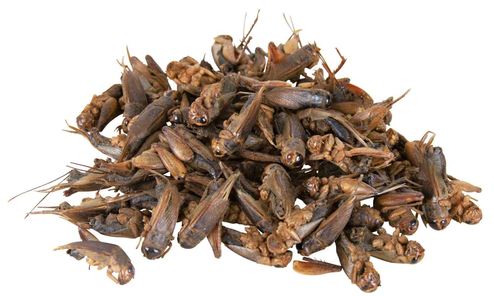 TRIXIE Reptiland Grillen | 6er Pack | 6 x 25 g | Snack für Reptilien & auch für Kleinsäuger | Proteinreich & Monoprotein | Kann als Ergänzung zum Lebendfutter dienen