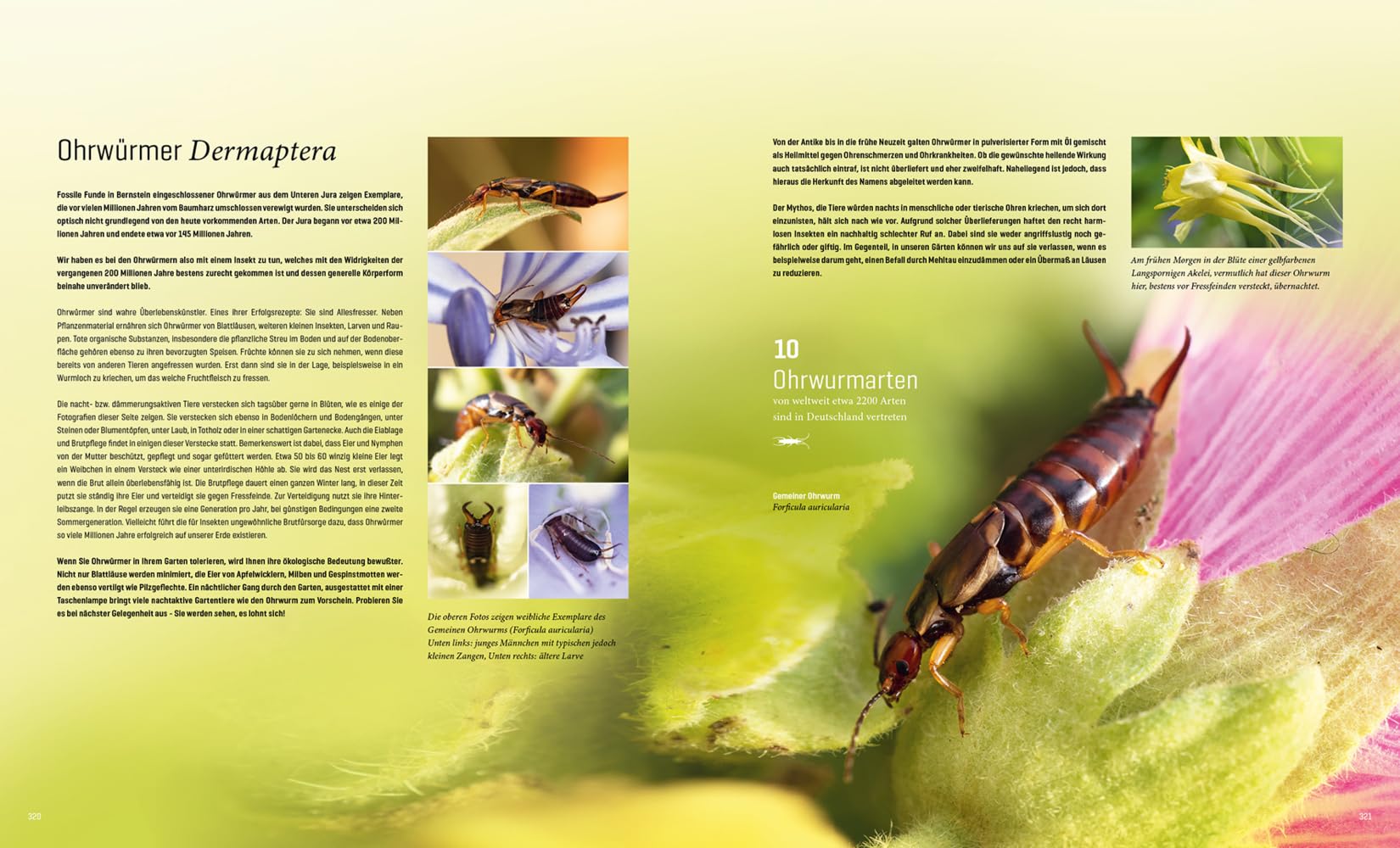 Mein Artenretter Garten: Mit den richtigen Pflanzen & Strukturen die Insektenvielfalt fördern