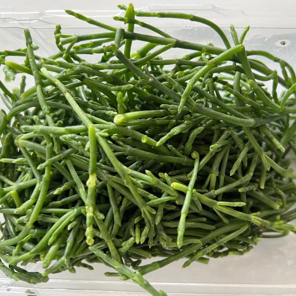 Semi di asparagi di mare - giardino di Salicornia europaea, vecchi, 300pcs