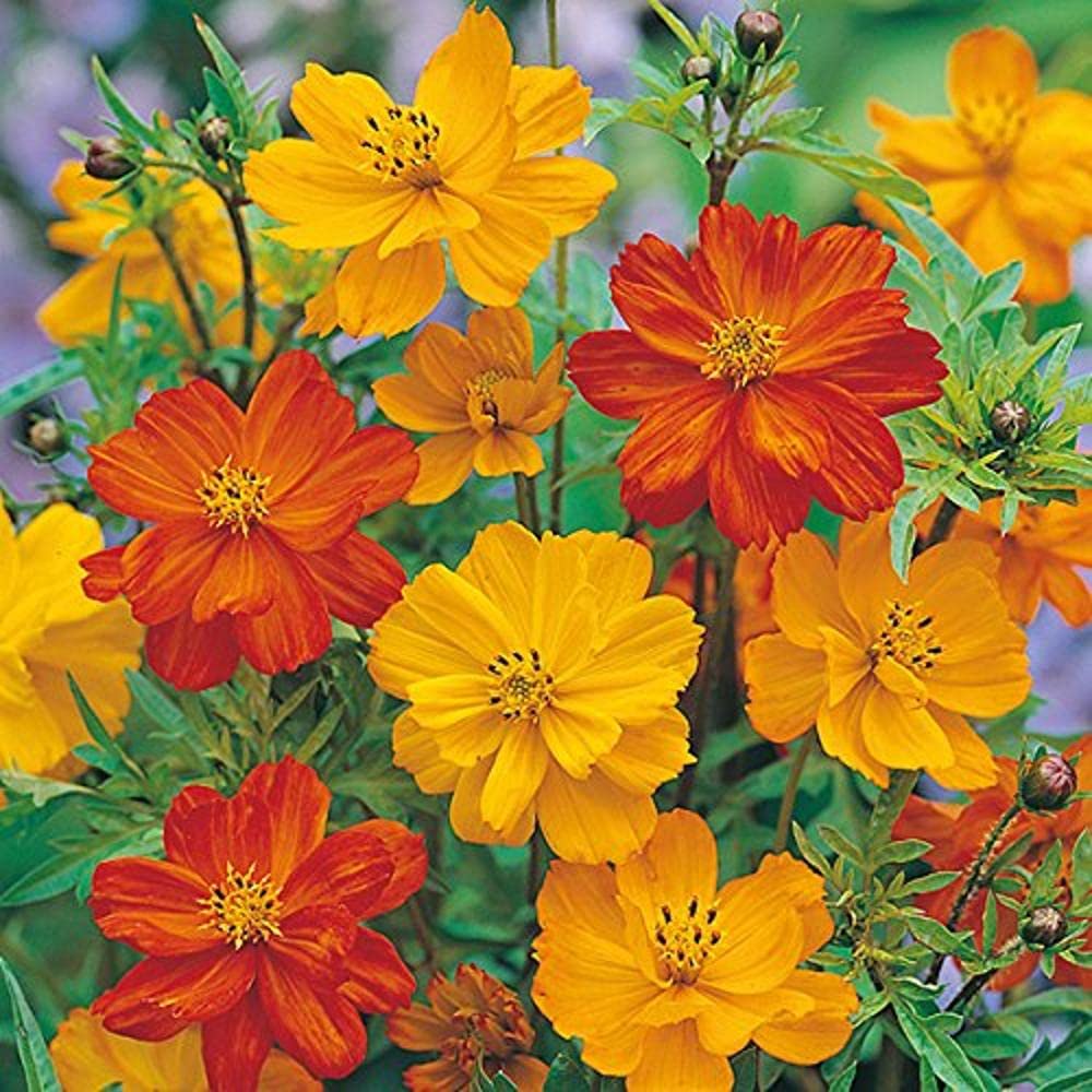 Plantogallery® Flower Seeds | Cosmos Mixed F1 Hybrid Flower Seeds Fo Pots - 20 Seeds (B0966RYMWY) Amazon Price History, Amazon Price Tracker