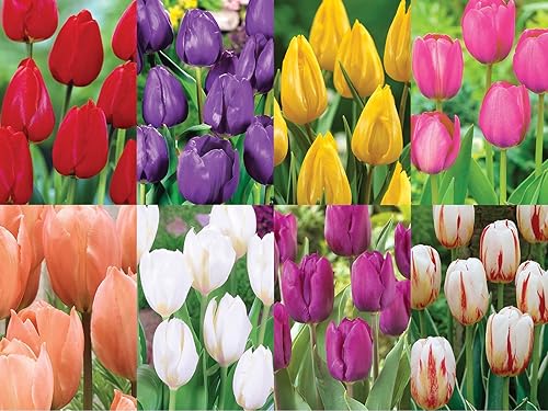 Kit de 112 bombillas coloridas de tulipanes de arcoíris rojo amarillo rosa morado blanco y multicolor flores fáciles de cultivar planta en jardines