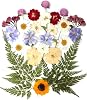 Real Pressed Flowers, Natural Dried Pressed Flowers for Epoxy Resin Mold, Paper Making, Art Frame, Candle Making, DIY Craft Supplies Beginner Kits