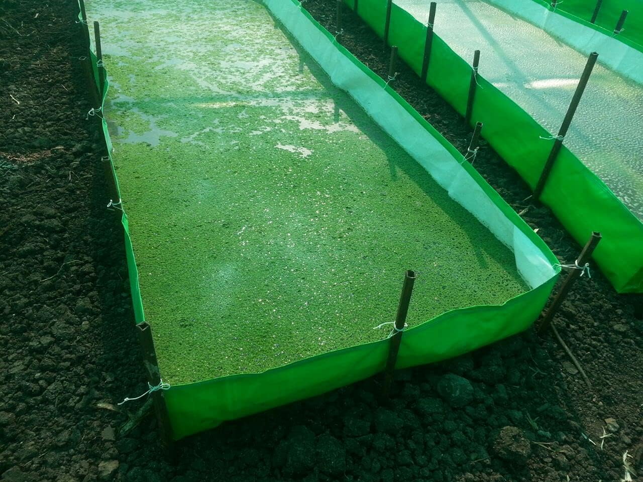 YUVAGREEN 450 GSM HDPE Fabric Azolla Growing Bed Cultivation Bed (Azolla Bed) 8ft x 4ft x 1ft-image-21