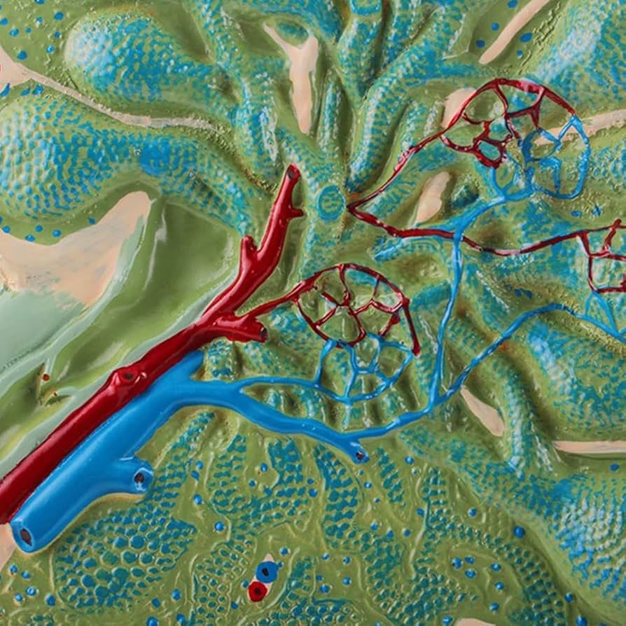 リンパ学 Amazon.co.jp: 人間のリンパ節拡大モデル医療教育