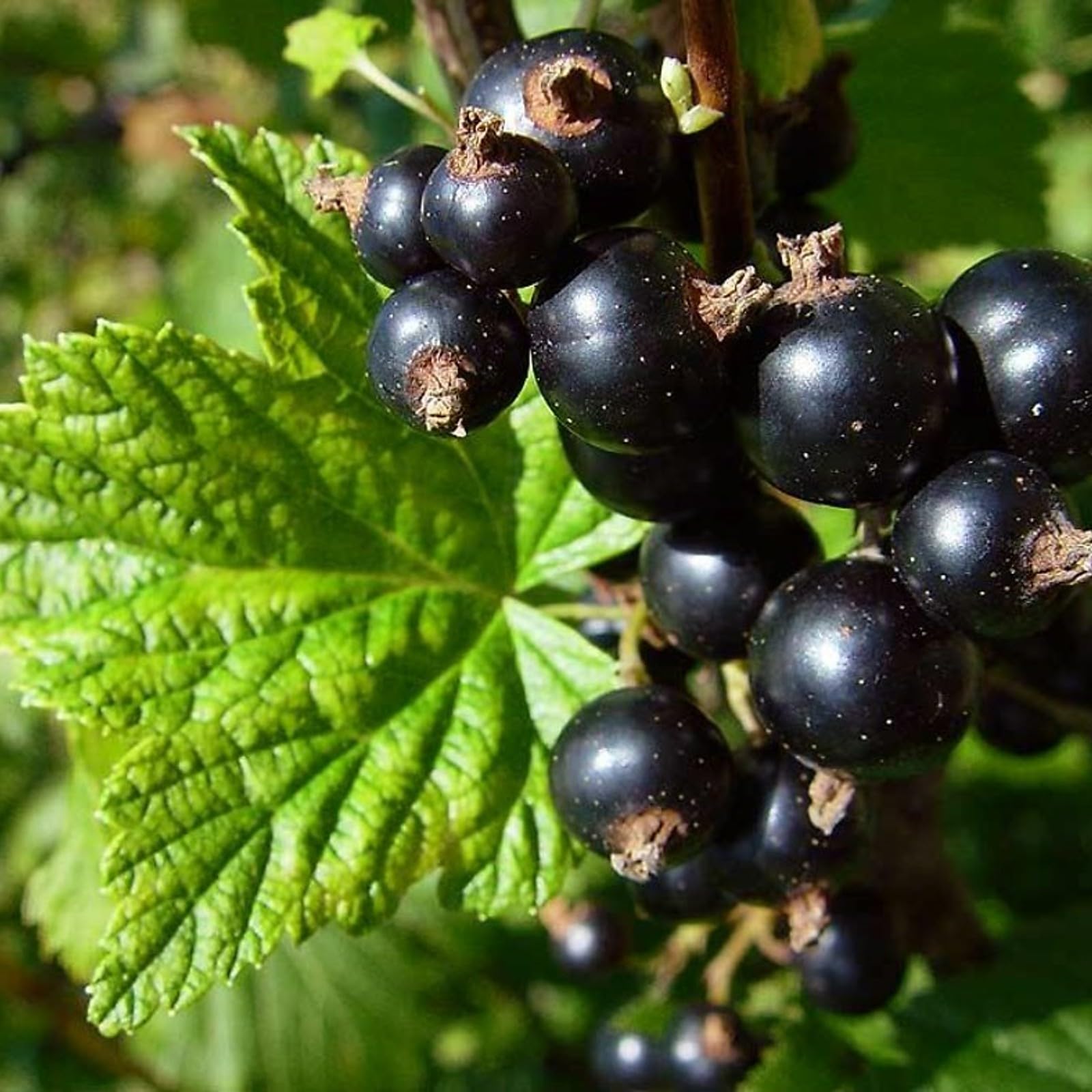 Carbeth Plants - Fruit Plants - Grow Your Own Fruit Garden - Ribes Blackcurrant Plant in 9cm Pot โ image 1