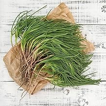 Agretti Seeds (Salsola Soda) – Roscano/Barba di Frate – Rare Italian Leaf Vegetable – Early, Intense Flavour