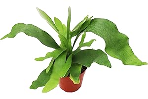 Staghorn Fern: A Tropical Masterpiece from California Tropicals