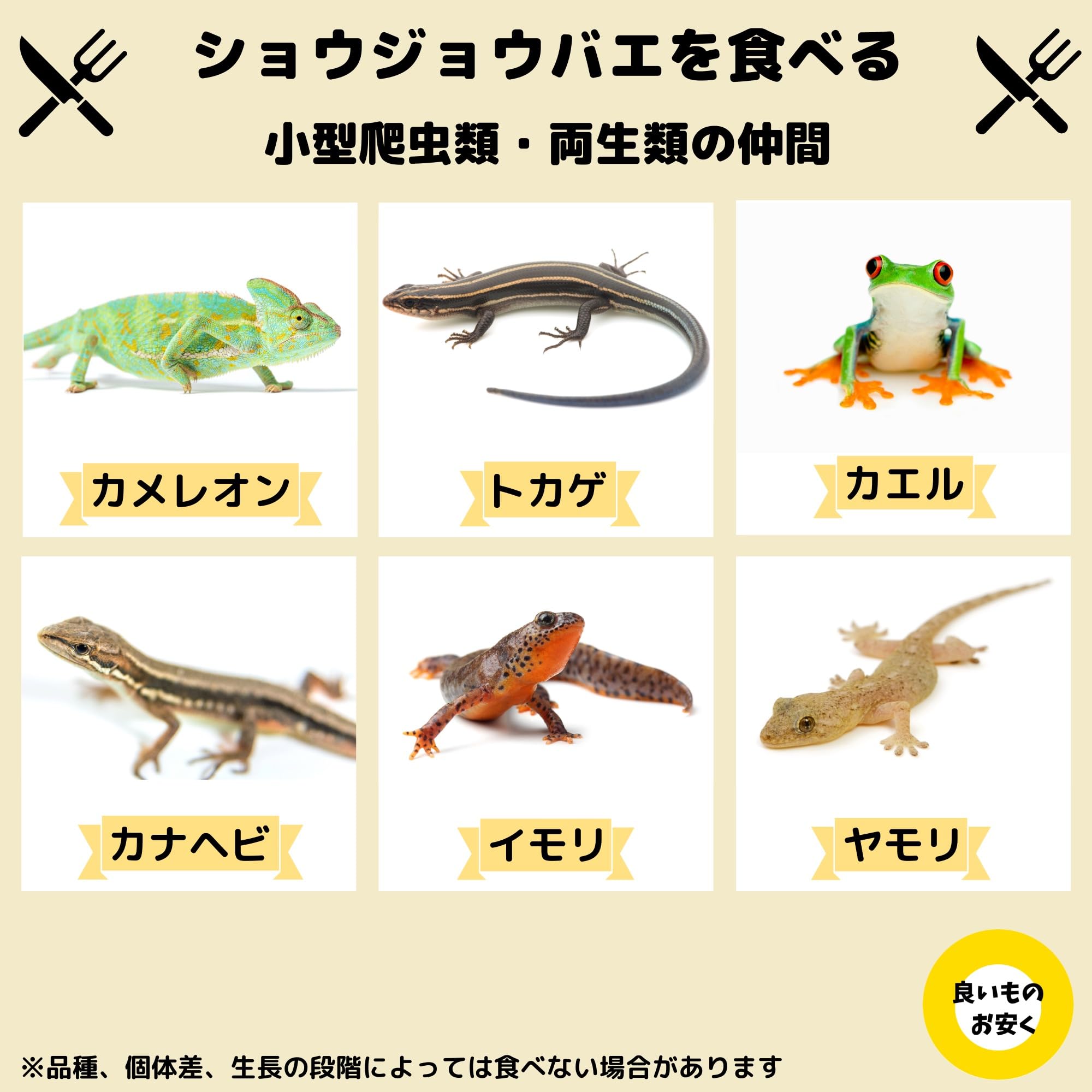 キイロショウジョウバエ トリニドショウジョウバエ 種類&匹数 自由