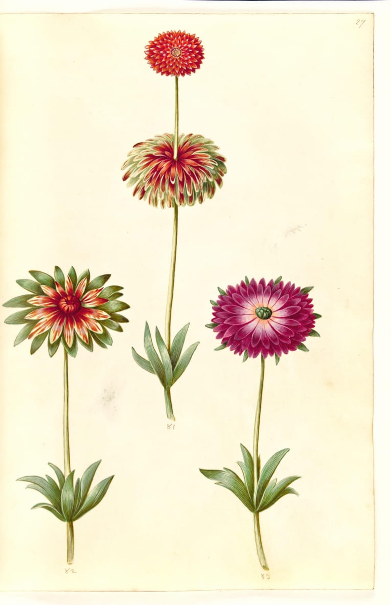 ARTXLXXBN Famous Art Print Poster Vintage Wall Art Anemone by Hans Simon Holtzbecker Canvas Art Poster for Home Decor 60x90cm