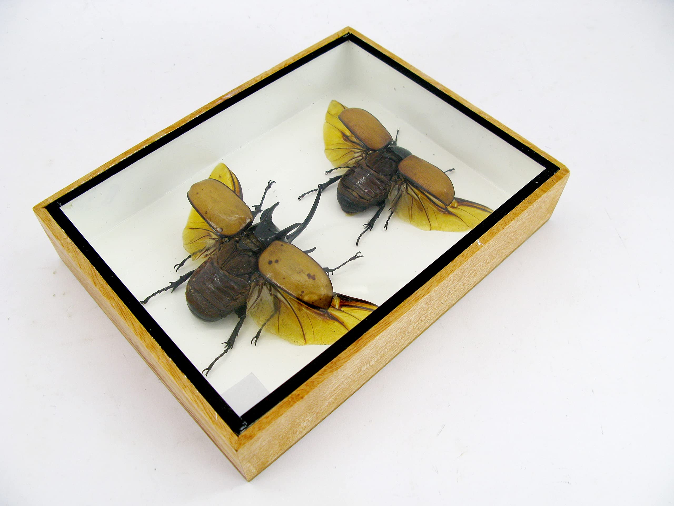 Véritables insectes magnifiques dans une vitrine 3D – Tableau mural encadré – Taxidermie – Entomologie – (2 x Eupatorus gracilicornis M&F ouverts en haut)