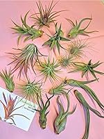 Vista 18 de 4 Live Air Plants, Hand Selected Assorted Variety of Species, Tropical Houseplants for Home Décor and DIY Terrariums (4-Pack)