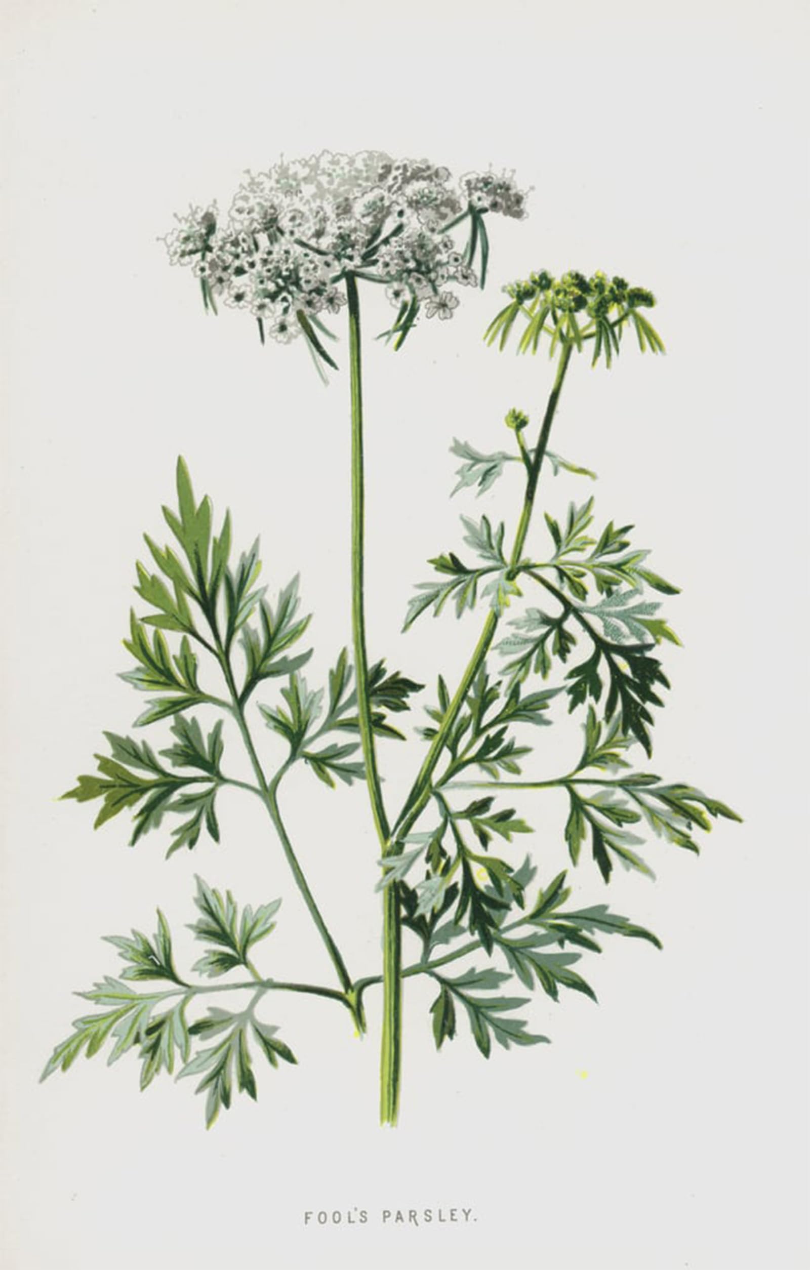 Posteriik No Frame Vintage Art Print Images Pictures Print Fools Parsley By Frederick Edward Hulme Modern Colour Posters For Office Home Decor 60X90cm