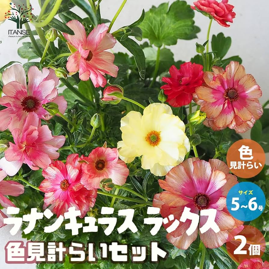 ノ·アルフレ　ラナンキュラス ラナンキュラス ラックスシリーズ【アウラ】5号鉢（冷蔵処理