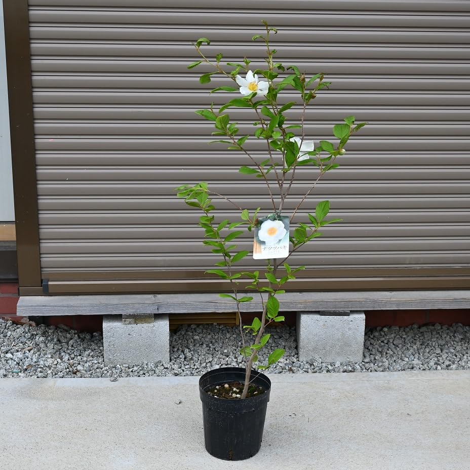 Amazon.co.jp: しゃらの木夏椿シャラの樹 鉢花 1鉢 6号サイズ接ぎ木 夏