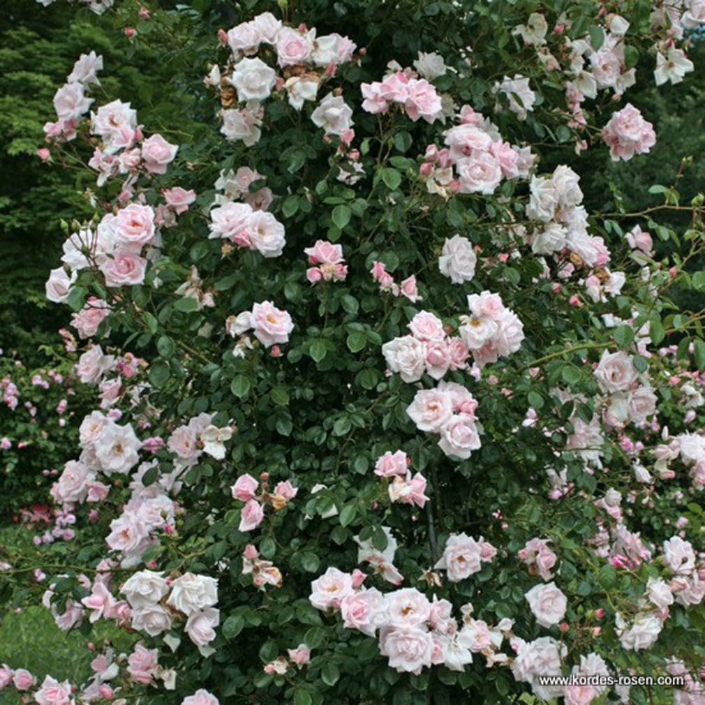 2 x Rose - Rosa 'New Dawn' Topf 25-30 cm - Die zeitlose Schönheit einer remontierenden Kletterrose