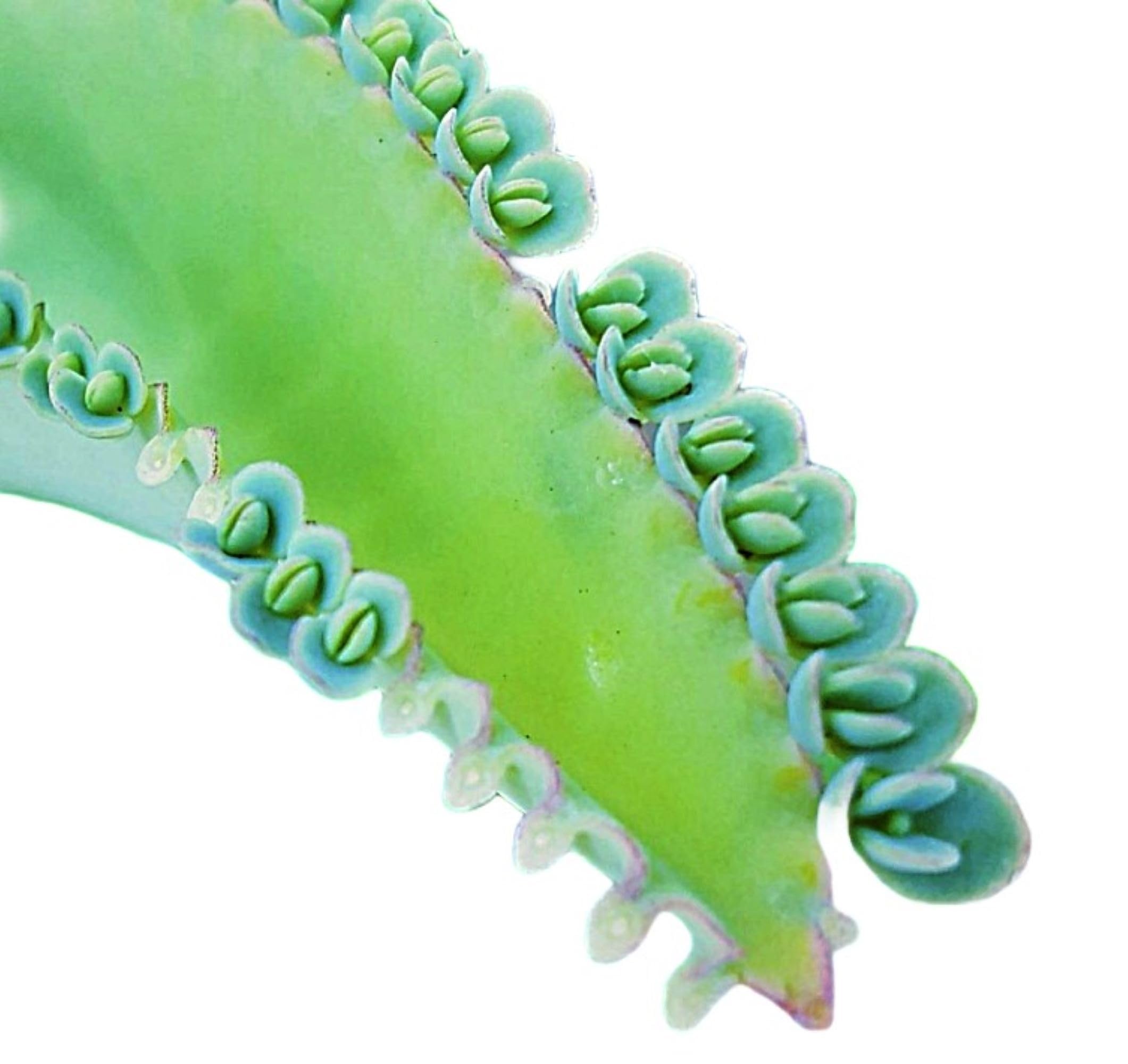 Gar-Zen Botanical Designs Kalanchoe daigremontiana Blue Mother of Thousands Easy Care Office Plant 5 inch Starter Succulent.