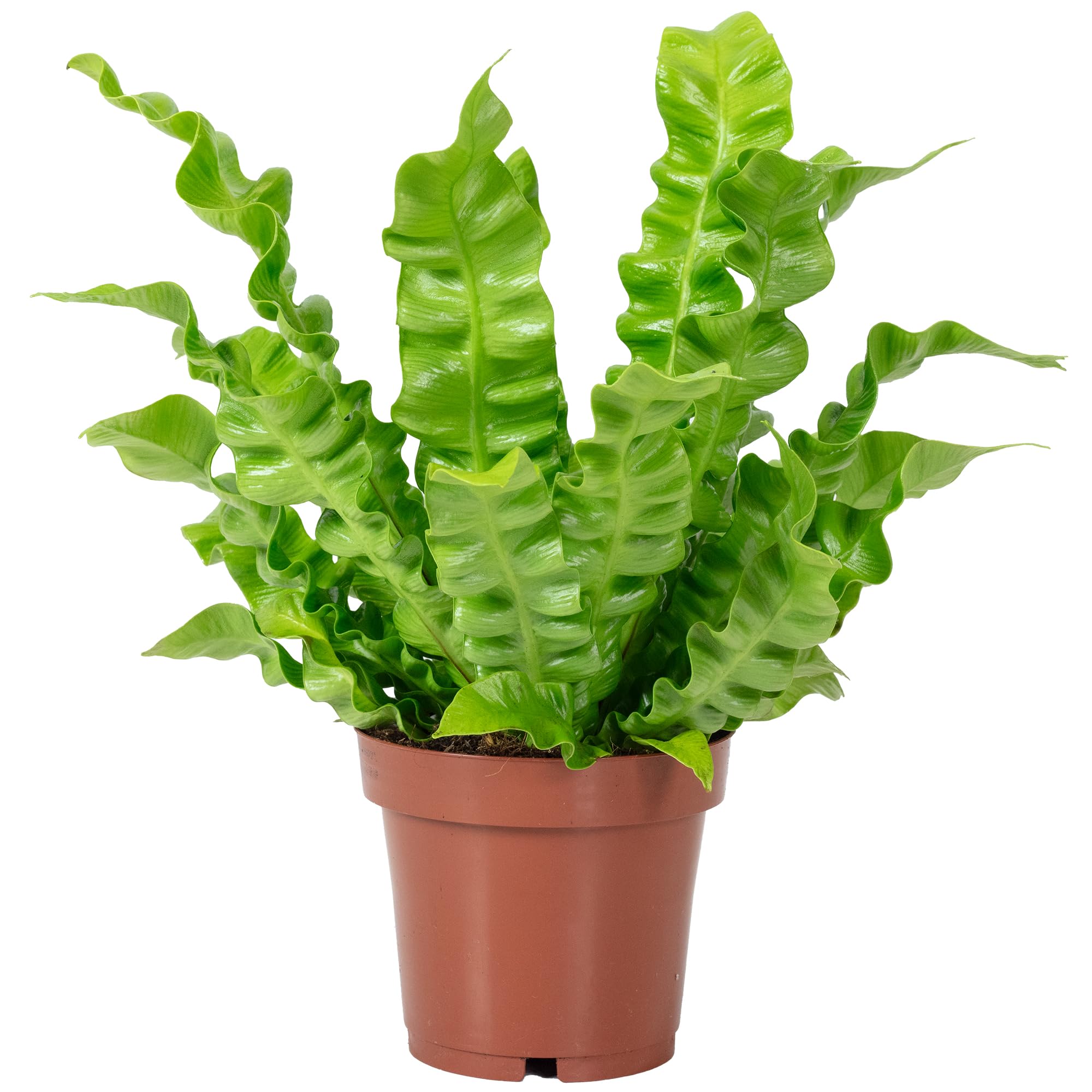 Nid fougère – Plante d'intérieur facile d'entretien, Asplenium nidus « Crispy Wave » – Hauteur : env. 25 cm, diamètre du pot : 12 cm