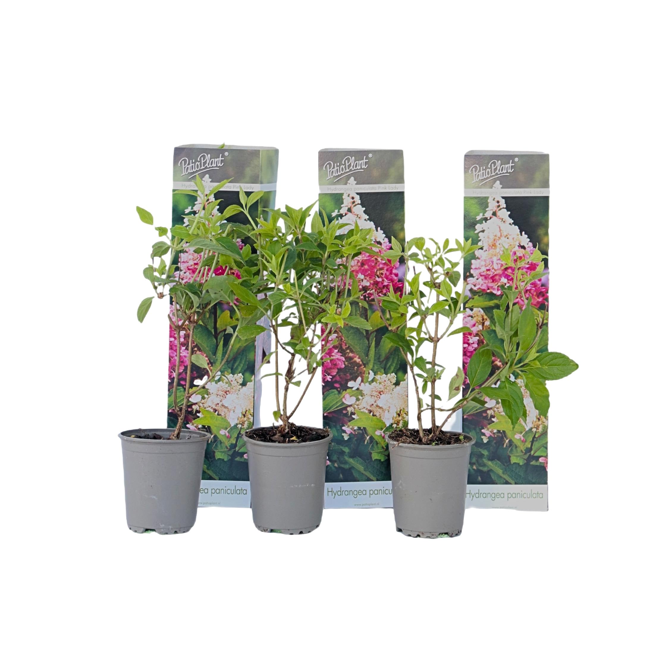 Plant in a Box - Ortensia hydrangea Paniculata 'Pink Lady'- Ortensia Plume - Set di 3 - Perfetta per il giardino! - Vaso 9cm - Altezza 25-40cm