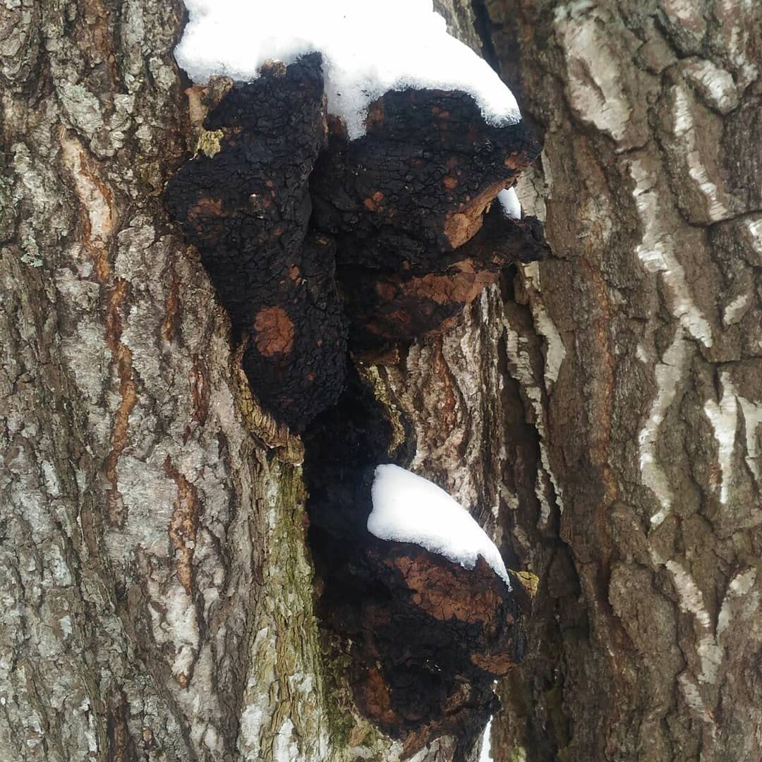 Chaga Chaga Funghi secchi 900 g tritati fino a 3-5 cm Crescita selvatica. per infusi e decotti