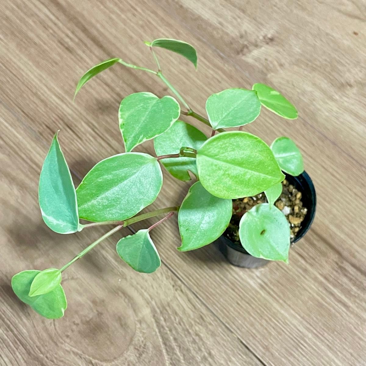 Amazon｜観葉植物 ペペロミア セルペンス 抜き苗 ミニ苗｜観葉植物
