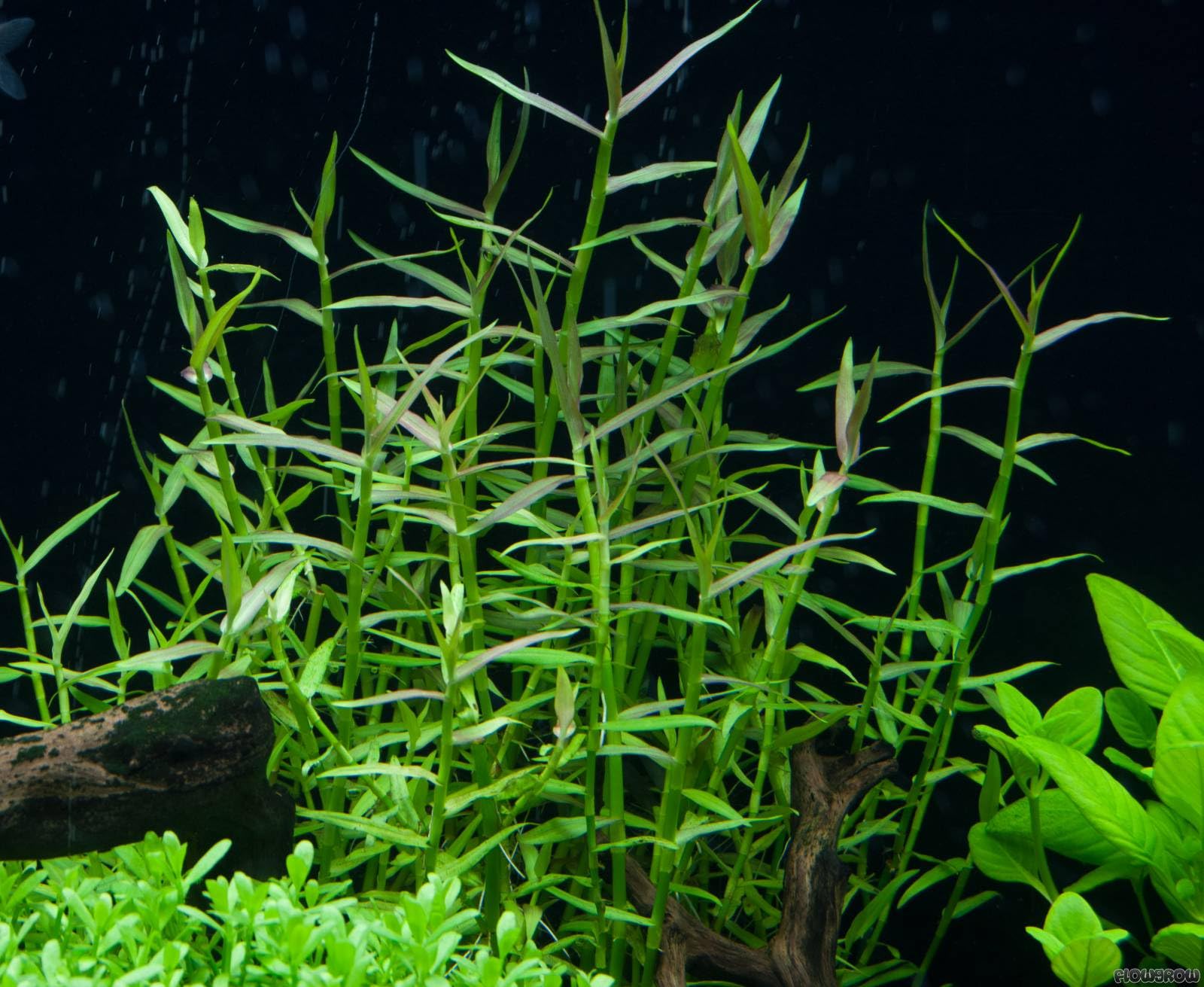 FLORATICA ¦ Murdannia Keisak Live Aquarium Plants Tropical Fish Tank Shrimp Safe Snail Free (5)