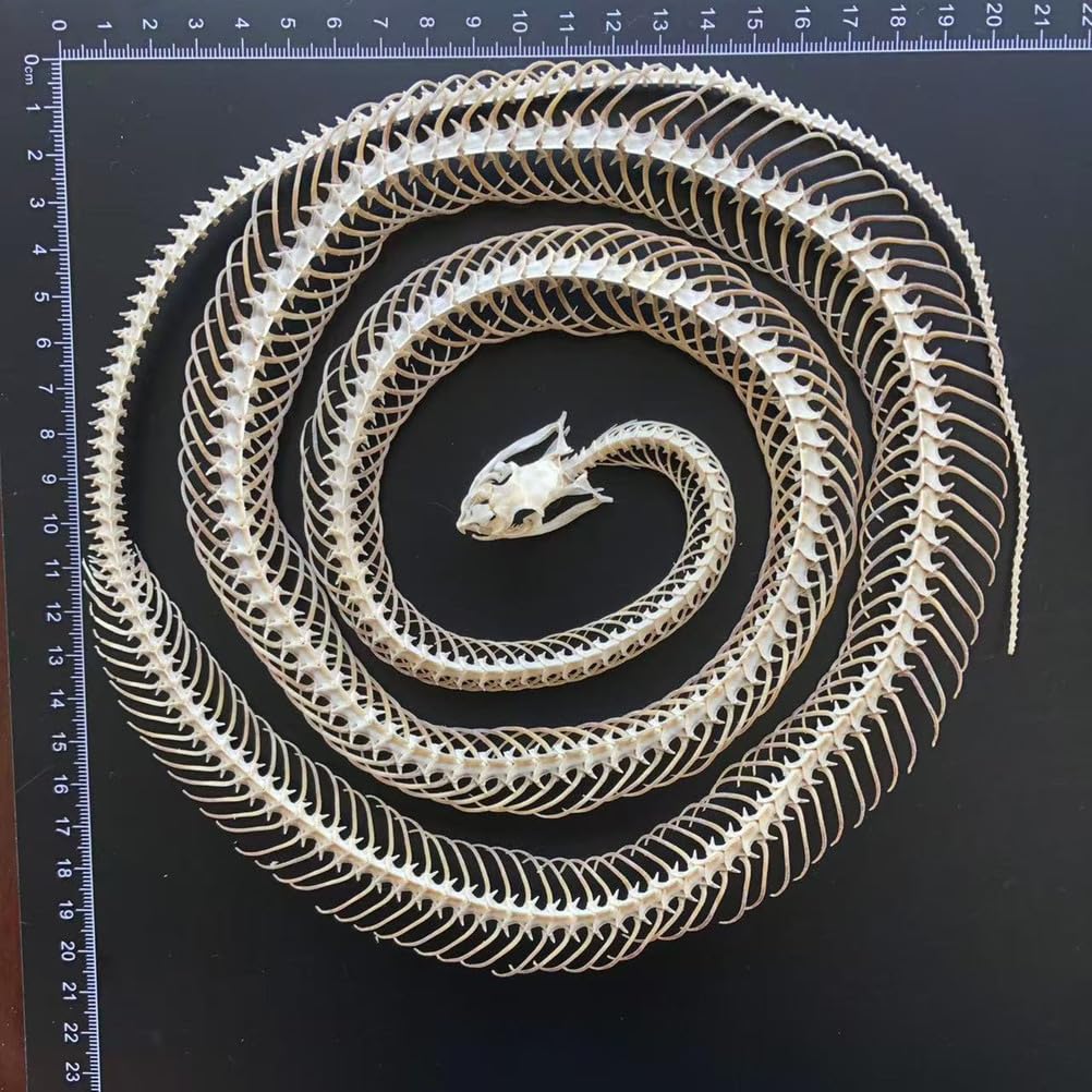 Scheletro di Serpente tassidermizzato 1m/39,37 Pollici, Forniture di tassidermia per l'educazione scientifica, Regalo Speciale