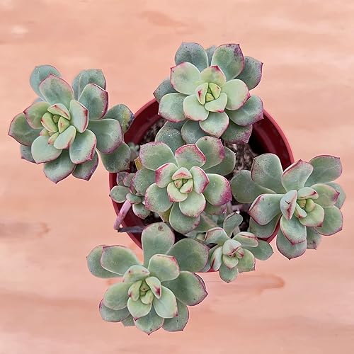 Miniatura 2 de Sprout N Green Echeveria 'Tango', suculenta viva en macetas de 4 pulgadas con tierra, planta de casa para el hogar, oficina, boda, decoración