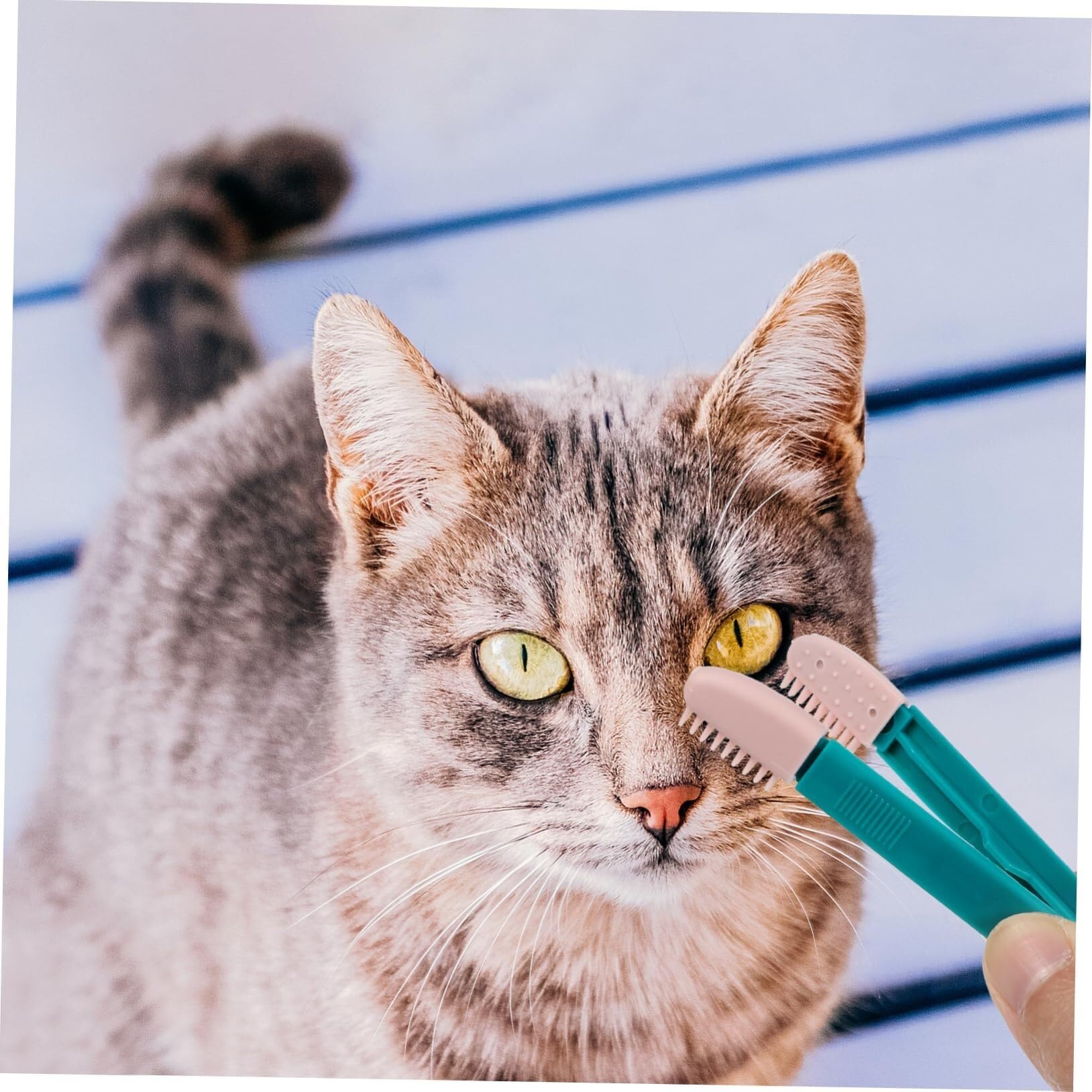 POLGDW Lot de 4 mini brosses nettoyantes for les yeux et les gencives des chiens, brosse for poils d'animaux, poils d'animaux, chat, chien, nettoyant for les yeux, dissolvant de taches buccales, peign