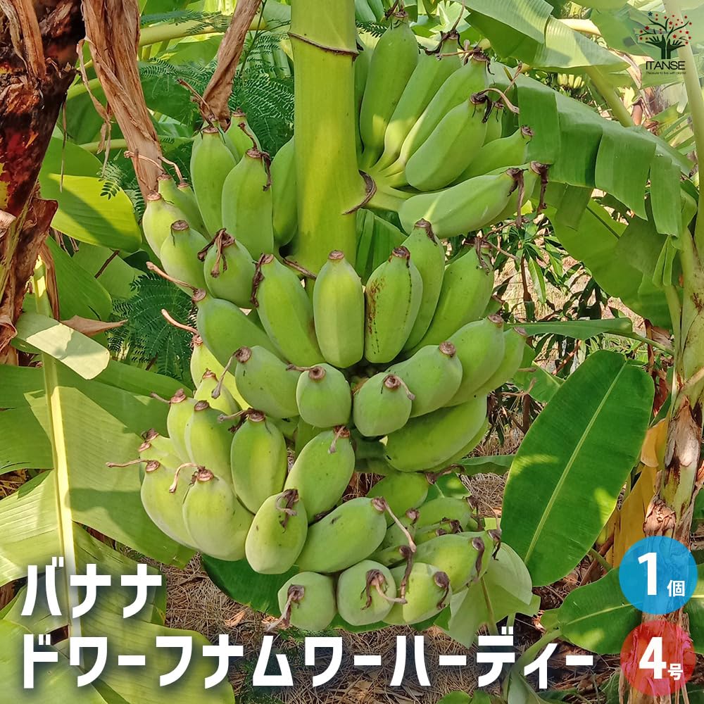たつーん バナナ苗 ドワーフマオリ&ドワーフブラジリアン Amazon.co.jp: ITANSE ドワーフナムワーハーディー バナナ 4号