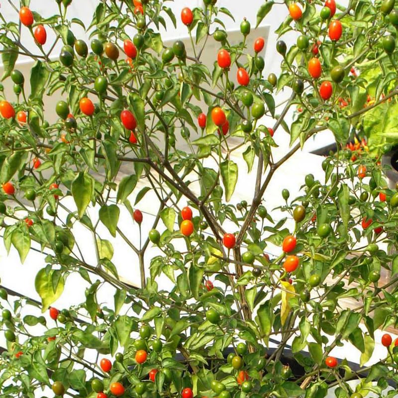 Chiltepin Pepper Plants