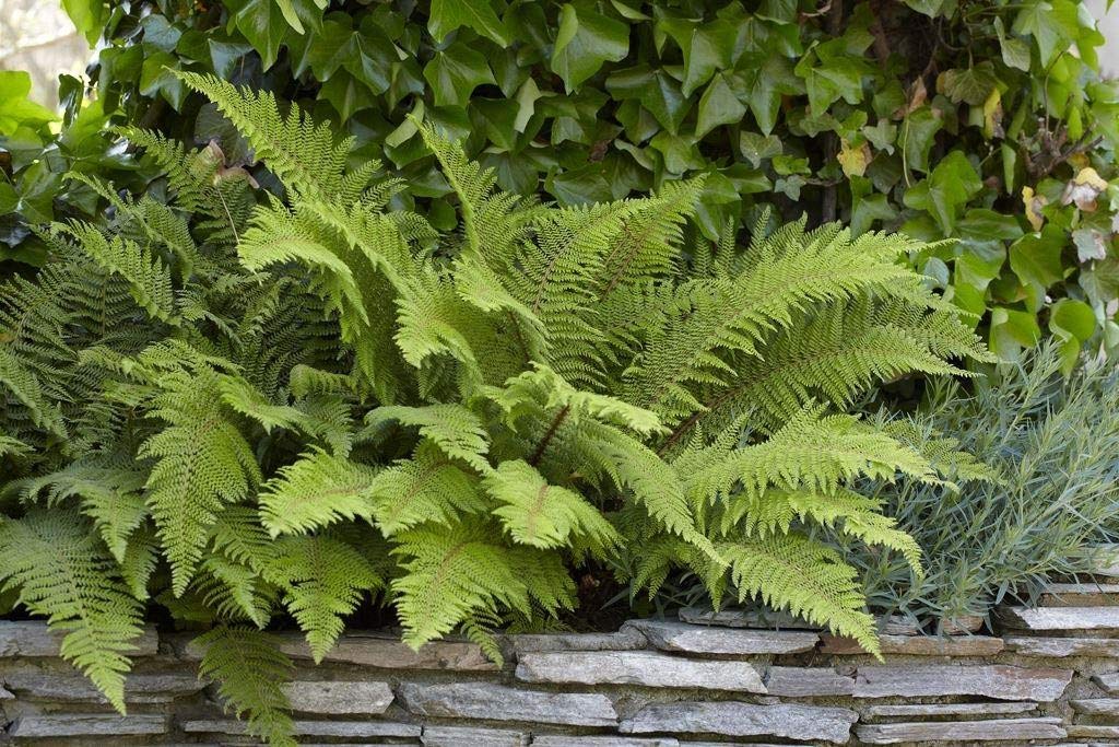 Stauden Gänge 1 x Polystichum setiferum 'Herrenhausen' im 1 Liter Topf (Farn/Winterhart/Wintergrün/Mehrjährig/Staude/Immergrün) Filigranfarn - Eleganz und Struktur für schattige Gärten