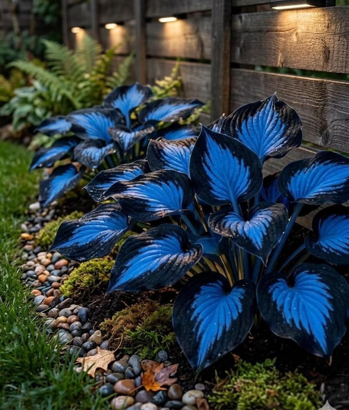 Mix Hosta Bulbs UK, Hostas Rhizome for Planting, Hardy Perennial, Excellent Display, Natural Organic-10 Bulbs-G — image 1