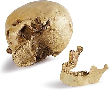 Amazon.co.jp: CHASO 頭蓋骨 インテリア ハロウィン スカル ホラー