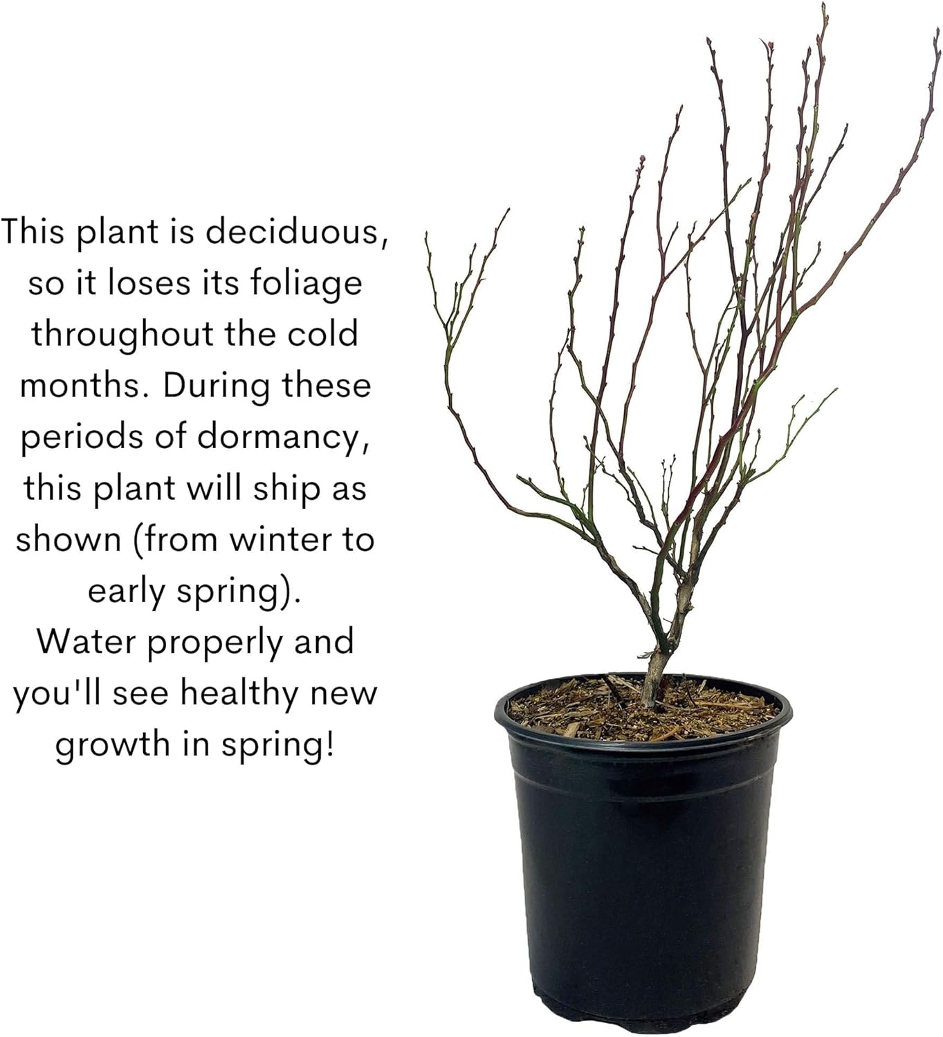 Blueberry 2.25 Gal. Biloxi Blueberry Plant