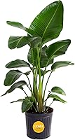 Costa Farms White Bird of Paradise Plant, 2-3 Ft Tall Live Indoor Houseplant in Plastic Pot - Tropical Air Purifier for Home Office Decor