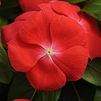 Vista 2 de Semillas de jardín de flores de Vinca - Serie Pacifica XP - Naranja - 1000 Semillas - Semillas Anuales de Jardinería de Flores