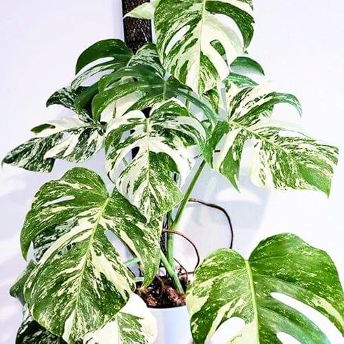Miniatura 3 de Philodendron - Planta viva, planta de interior abigarrada rara para el hogar u oficina, planta tropical de interior de 5-8 pulgadas de alto