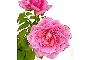 Enchanting Don Juan Rose Bush: Blooms of Rosy Fragrance