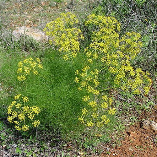 Common Fennel Seeds (Foeniculum Vulgare) 100+ Culinary Medicinal Herb Seeds In Frozen Seed Capsules For The Gardener & Rare Seeds Collector - Plant Seeds Now Or Save Seeds For Years #TOP4
