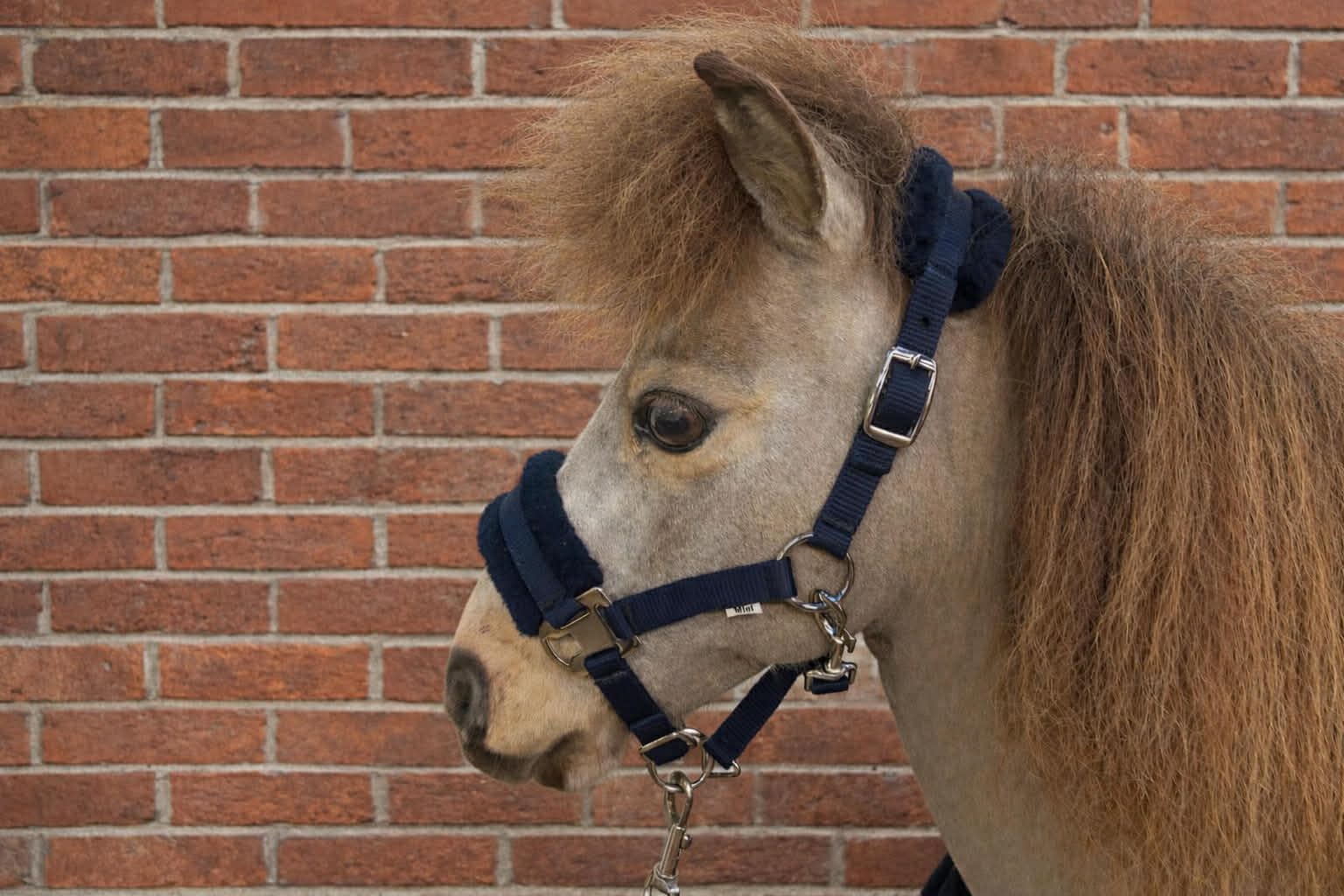 Ruggles Shetland-Miniature Head Collar With Matching Fur Trim 3/4" (Navy, Standard Shetland)
