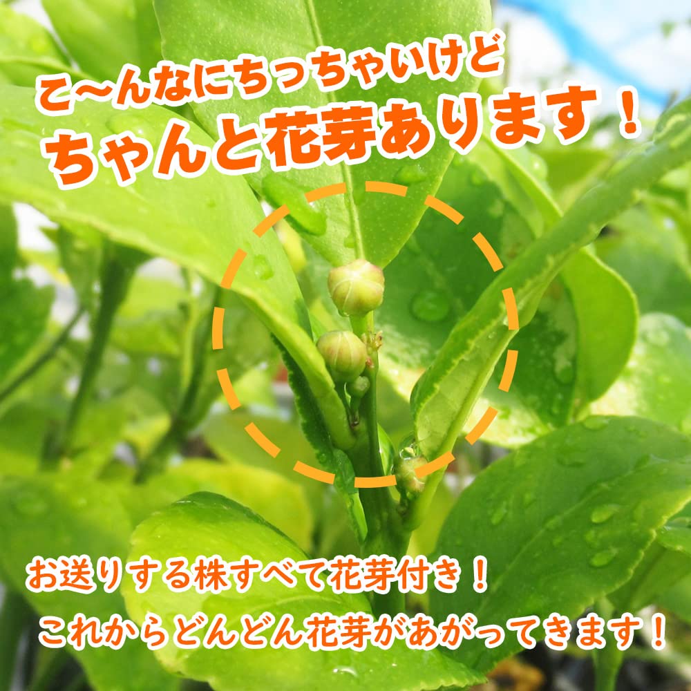 Amazon.co.jp: レモン 苗木 苗 レモンの木 『 レモン21 』15cmポット