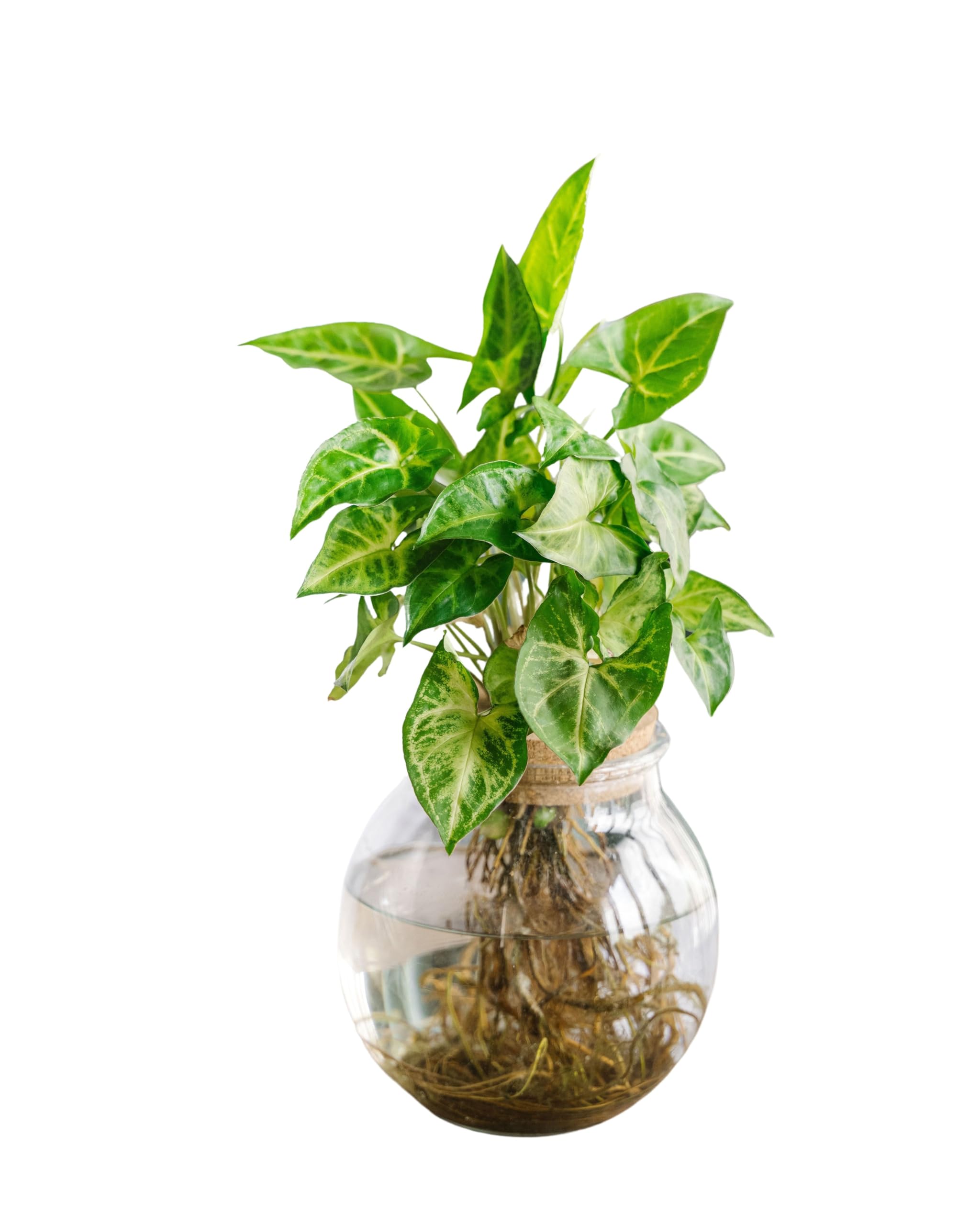 La Green Touch - Syngonium Pixie in idrocoltura - Pianta da interno - Vaso 12 cm, altezza 30 cm