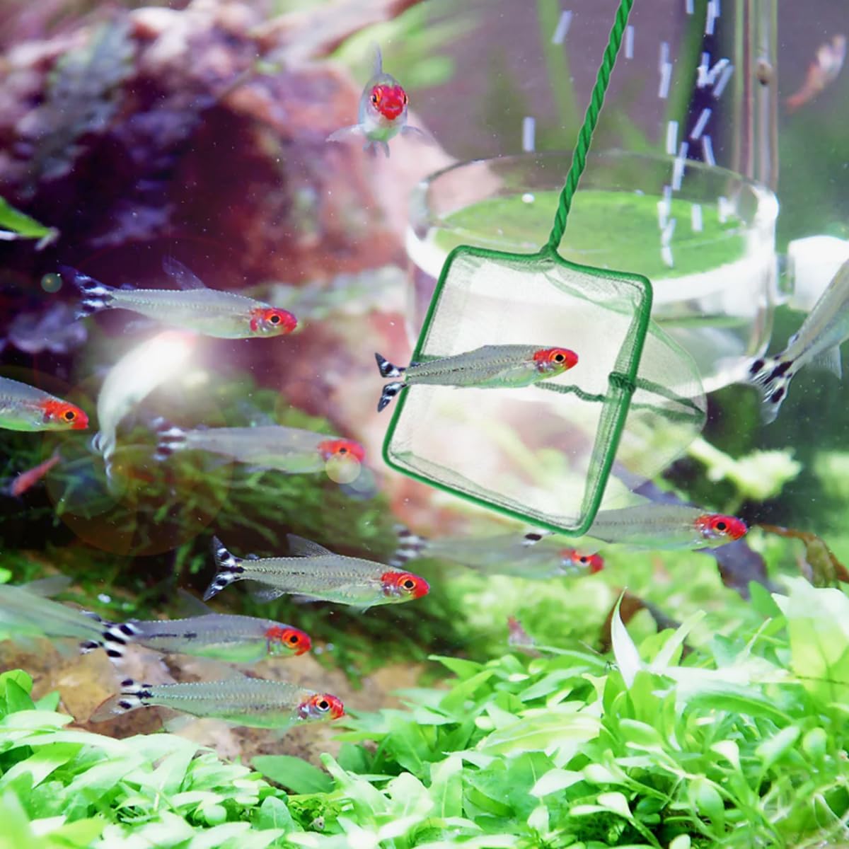 3 Stück Kescher Aquarium Klein, 3 Zoll Aquarium Fischnetz mit Geflochtenem Metallgriff, Winziger Aquarienkescher aus Reißfestem Nylon, für Kleine Teiche Fangen von Kleinen Fischen und zur Reinigung